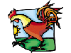 Cock