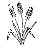 Wheat